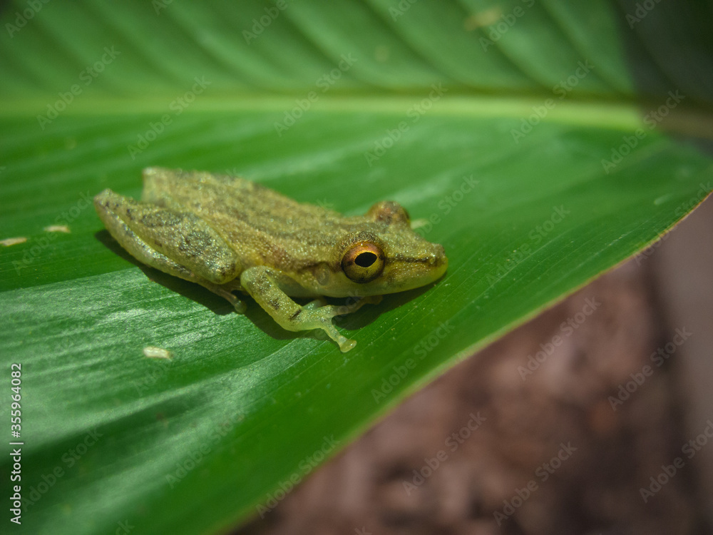 Frog on a leaf in the rain forest Frog on a leaf in the rain forest