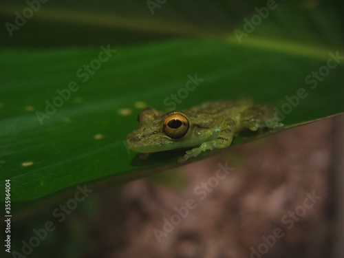 Картината върху платно Pequeña rana de ojos amarillos en Costa Rica