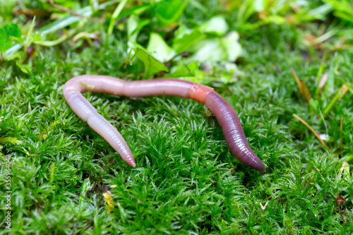 Obraz na płótnie Useful Earthworm in the Nature w salonie