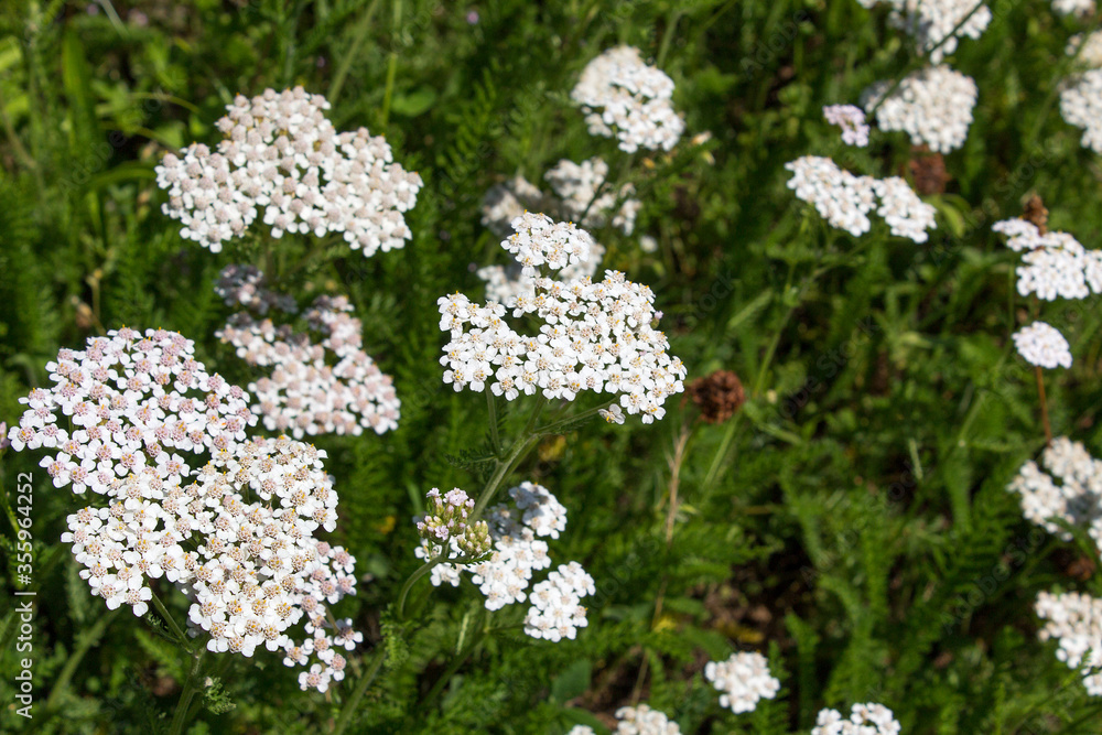 Achillea millefolium herbal yarrow plant on alps meadow valley Achillea millefolium herbal yarrow plant on alps meadow valley