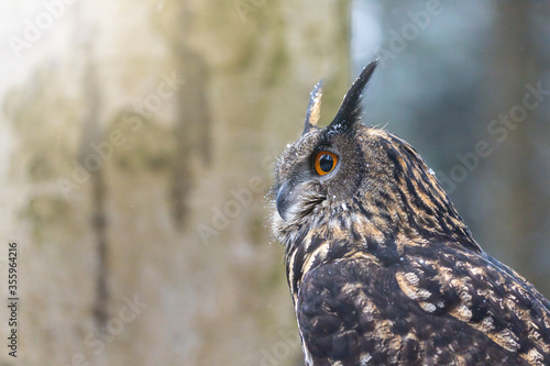 Side view of portrait of brown owl closeup.