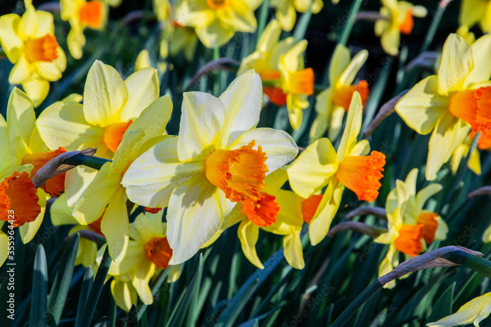 field of yellow narcissus jetfire in bloom field of yellow narcissus jetfire in bloom