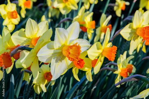 field of yellow narcissus jetfire in bloom