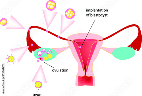 medical illustration. ovulation