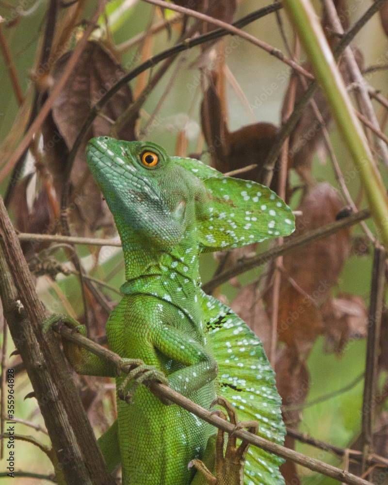 Fototapeta premium green lizard on a tree in costa rica