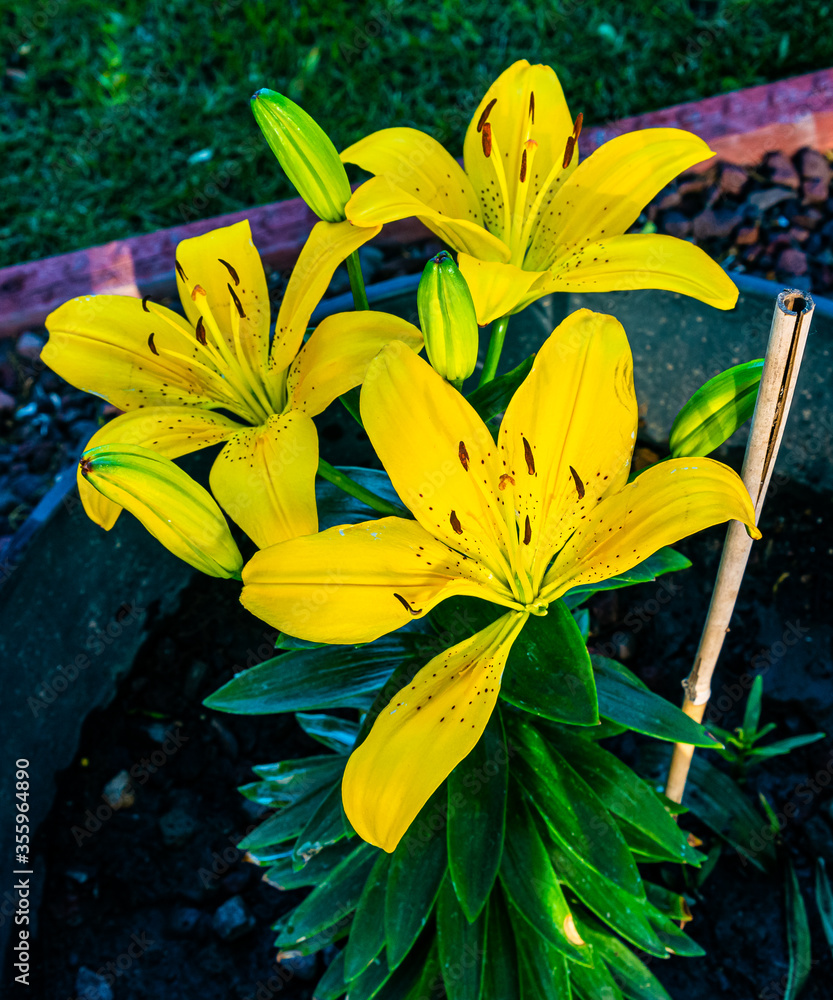 Obraz premium Yellow Lily