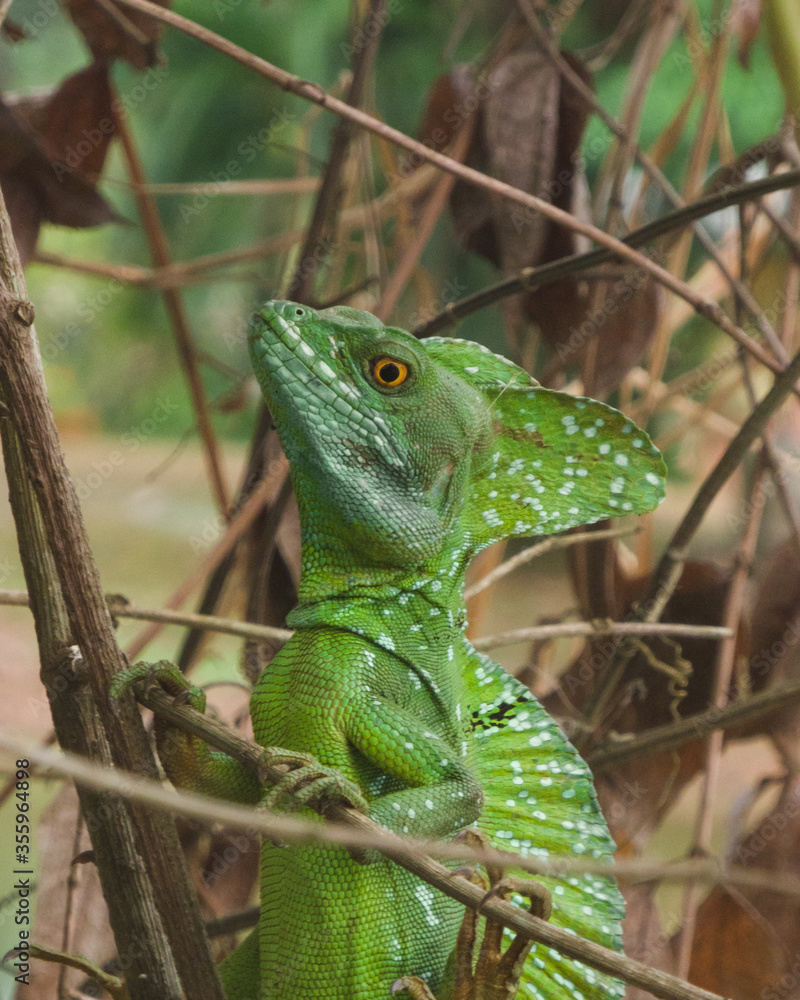 Fototapeta premium Jesus christ lizard on a brach looking at you
