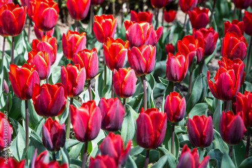 field of red tulips for poster or background