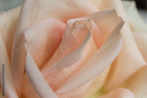 Macro petals of light pink rose flower love romance woman beauty concept