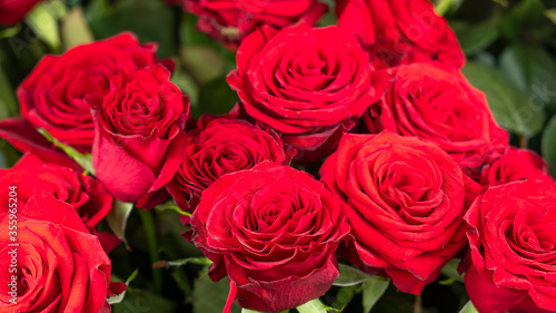 Red roses background. Beautiful flowers