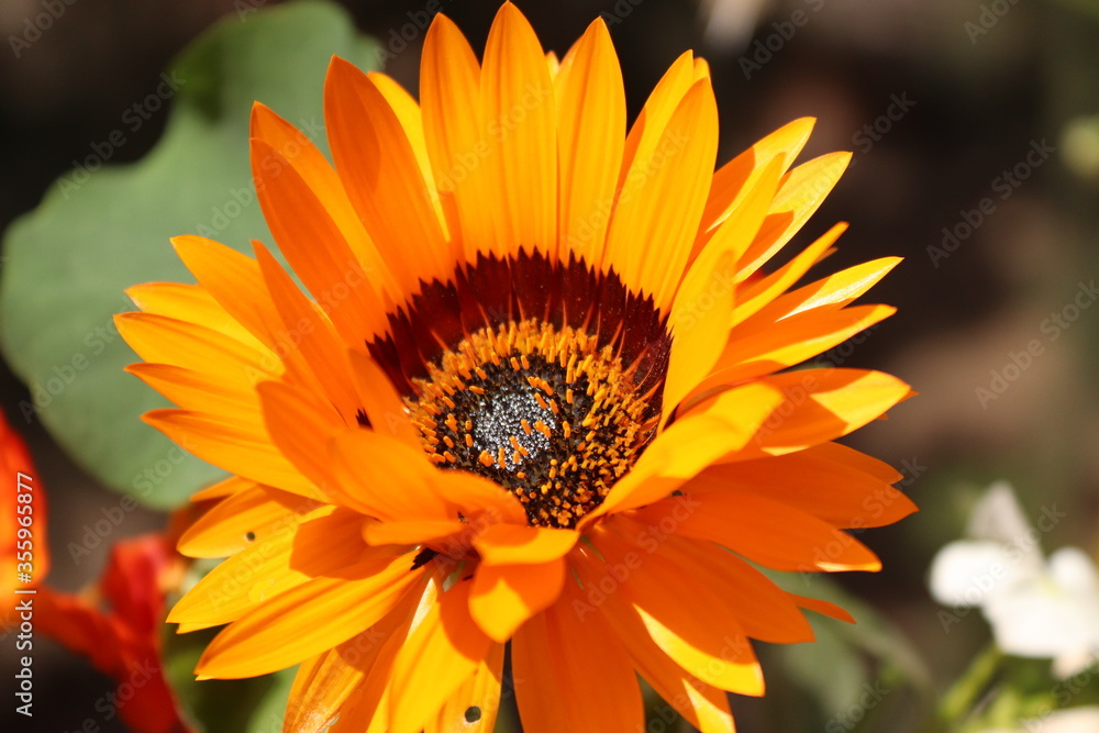 orange flower orange flower