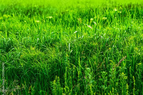 green grass background