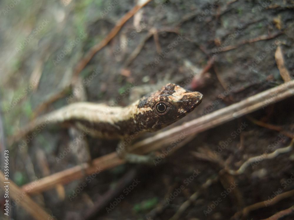 lizard in the grass looking at you
lizard in the grass looking at you