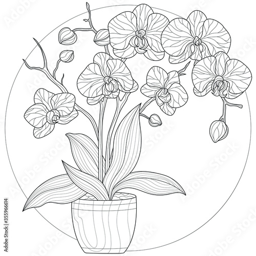 Orchid flower in a pot.Coloring book antistress for children and adults. Illustration isolated on white background.Zen-tangle style.Black and white drawing.