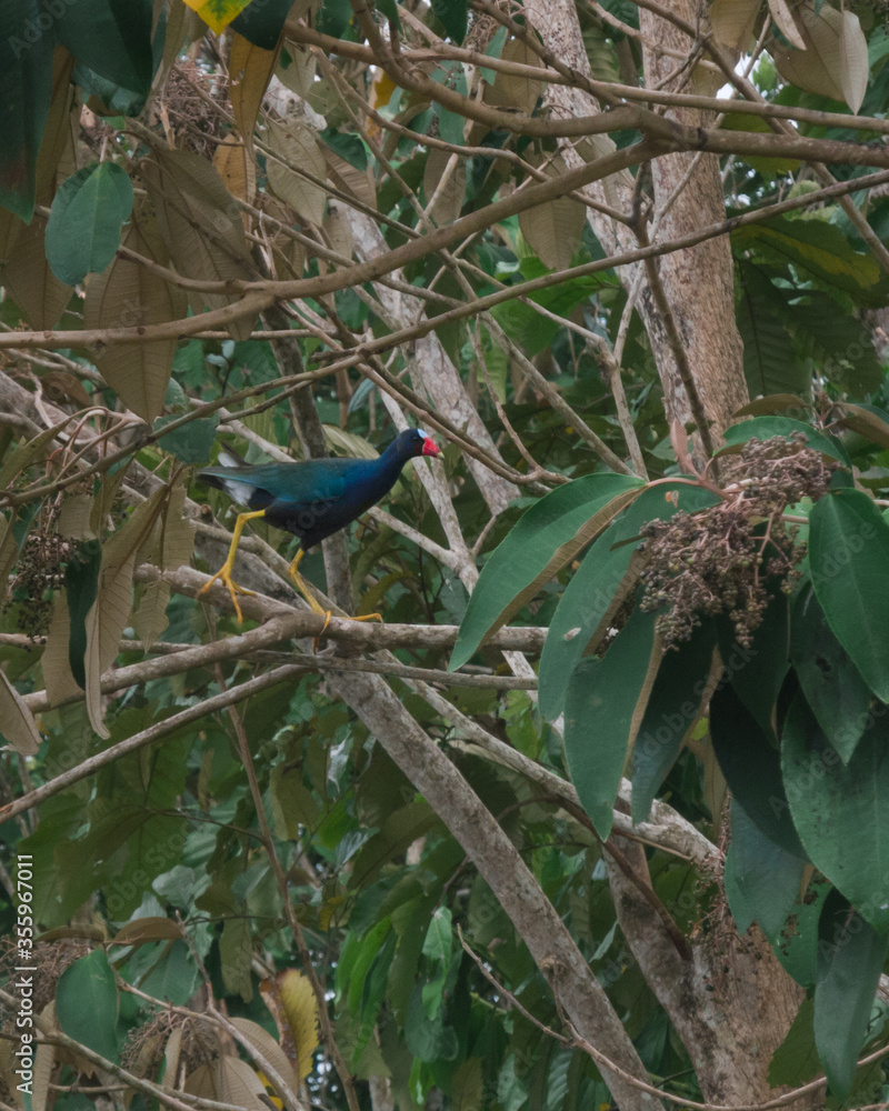 Fototapeta premium Purple bird in costa rica