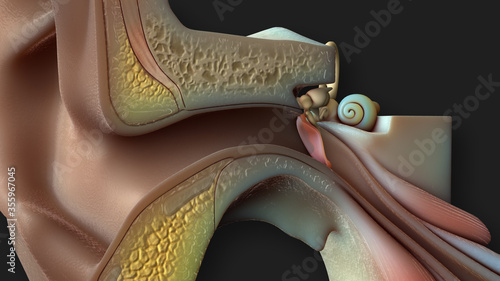 Inner Ear Anatomy photo