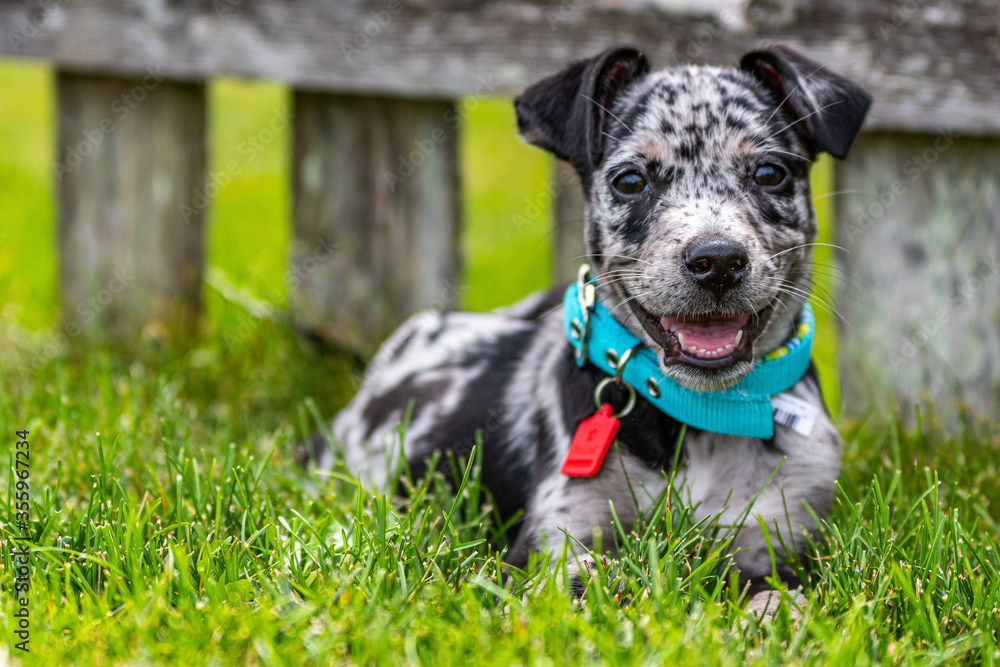Blue Heeler laying in grass Blue Heeler laying in grass