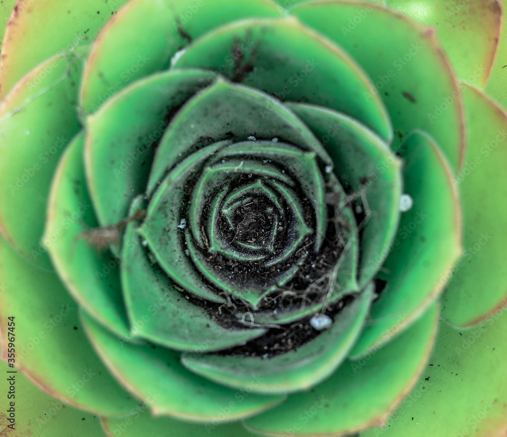 Wonderful plant showing the golden ratio proportion of perfect nature in a green background. Wonderful plant showing the golden ratio proportion of perfect nature in a green background.