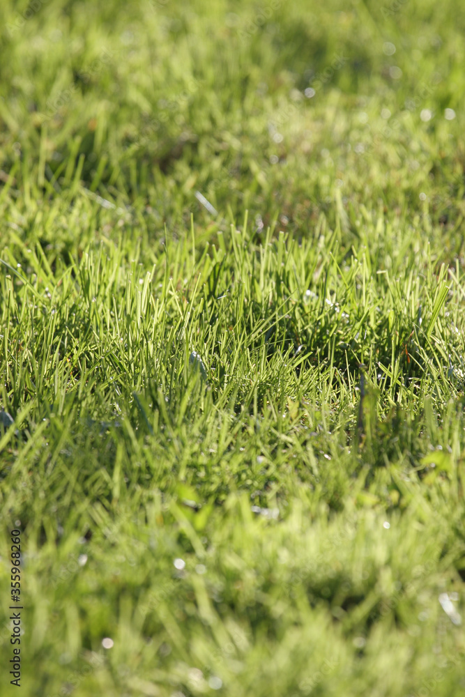Grass texture Grass texture