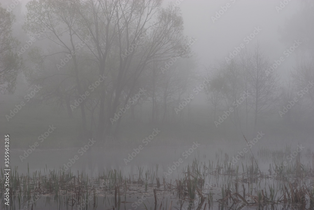 Mist in the morning Mist in the morning