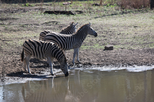 zebra drinking by the watering hole