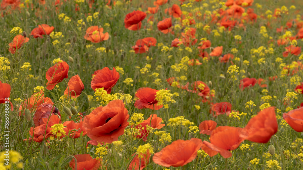 Obraz premium Meadow with red poppies and rapeseed