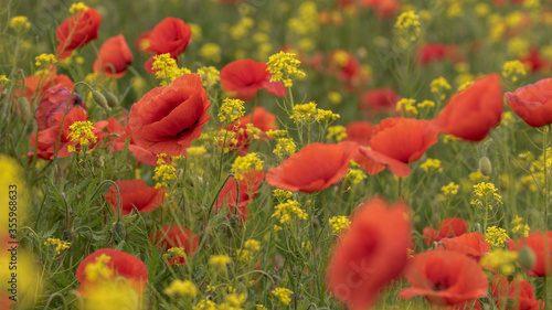 Meadow with red poppies and rapeseed