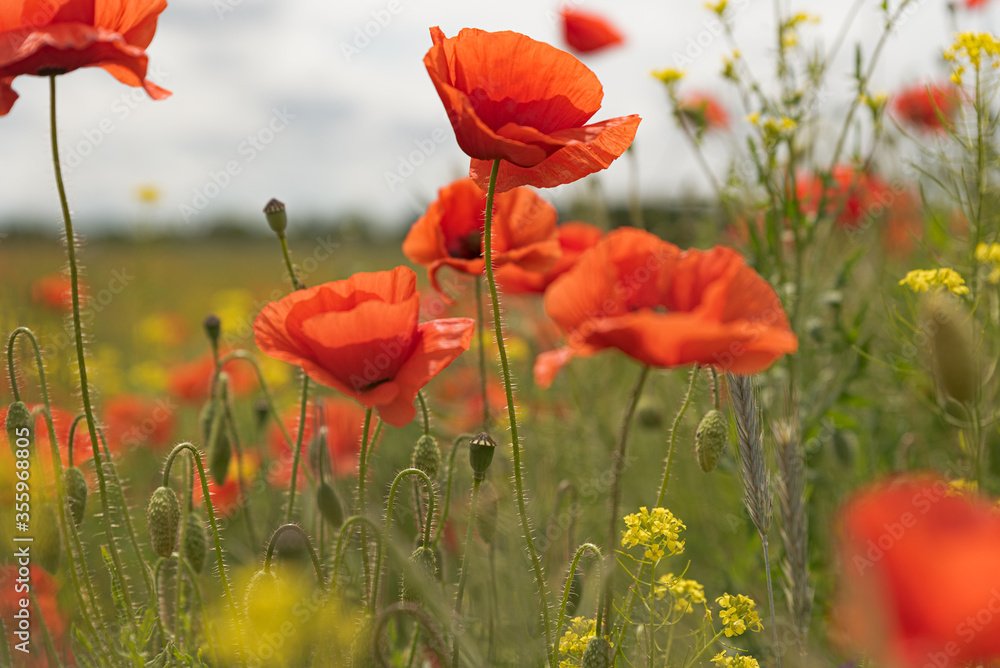 Obraz premium Red poppies on meadow