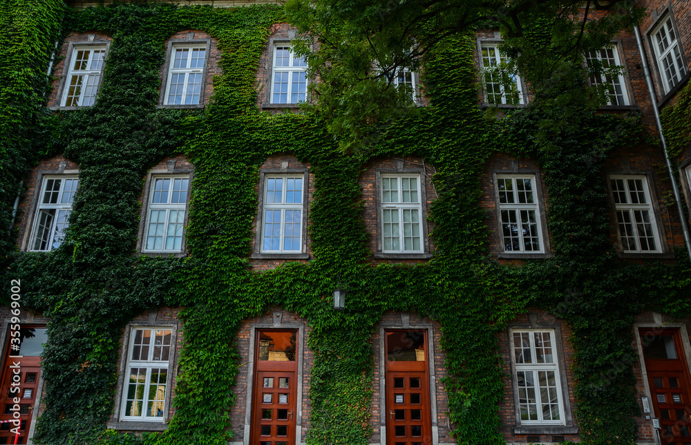 Fototapeta premium Amazing green wall of building in Wawel Castle area, Krakow, Malopolskie, Poland
