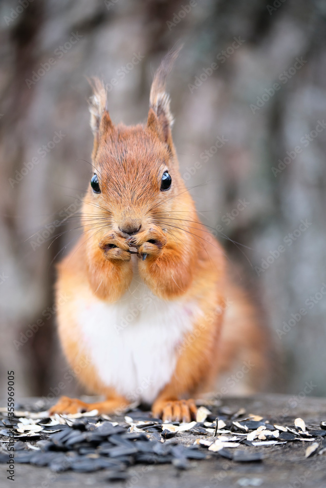 Red squirrel eats sunflower seeds sitting on a hemp. A close-up. Red squirrel eats sunflower seeds sitting on a hemp. A close-up.