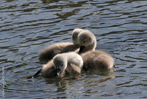 Принти на полотні pulcini di cigno reale (Cygnus olor)