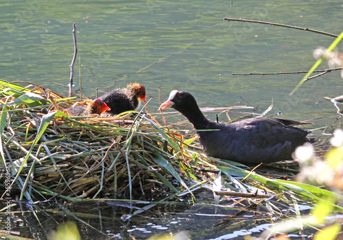 folaga (Fulica atra) l'adulto porta cibo ai pulcini nel nido galleggiante photo