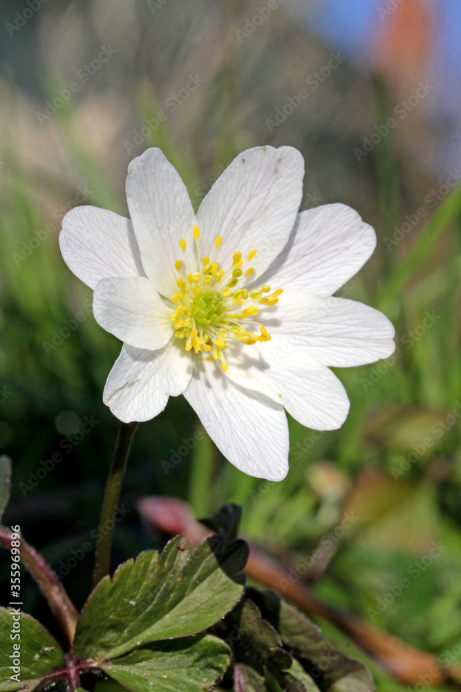 anemone dei boschi (Anemone nemorosa) anemone dei boschi (Anemone nemorosa)