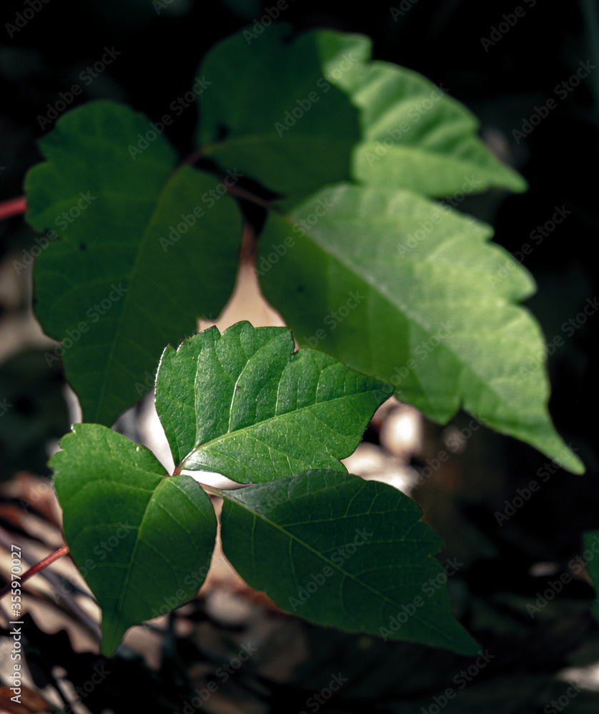 光の当たる若葉(Young leaves in the light) 光の当たる若葉(Young leaves in the light)