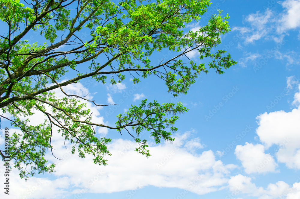 Fototapeta premium Tree branches with green leaves against clear blue sky with white clouds