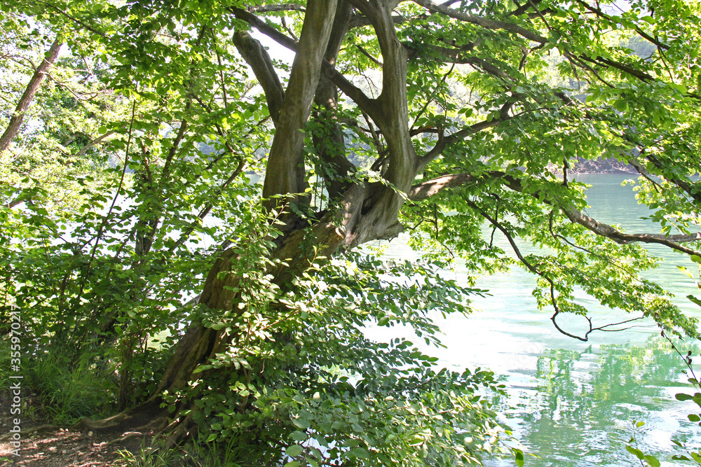 Fototapeta premium carpino sul fiume