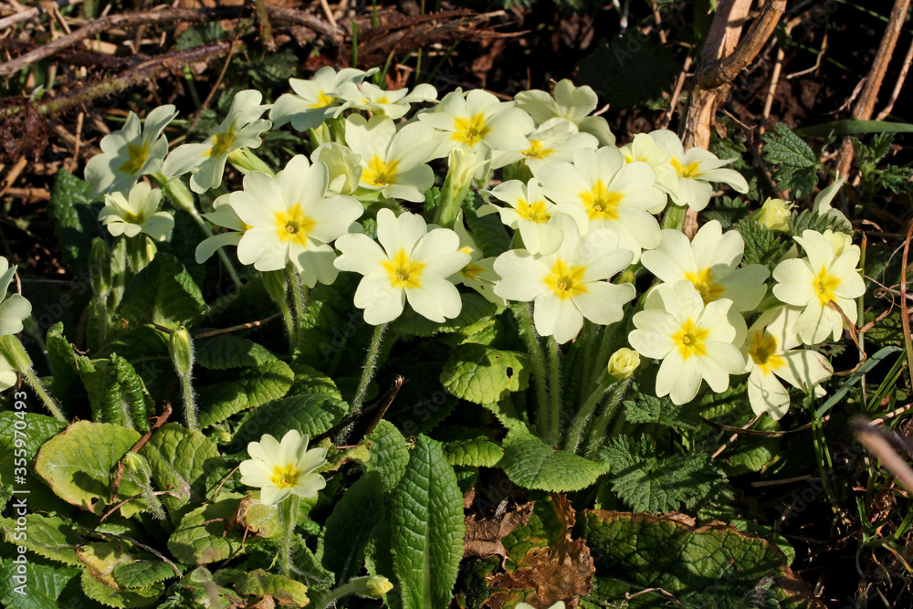 primula comune (Primula vulgaris) primula comune (Primula vulgaris)