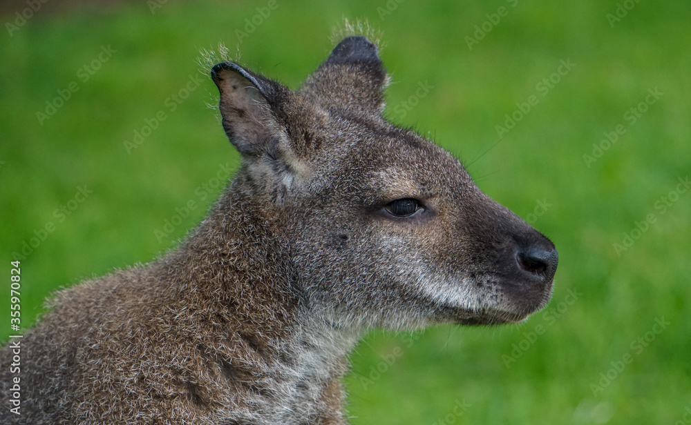 Wallaby