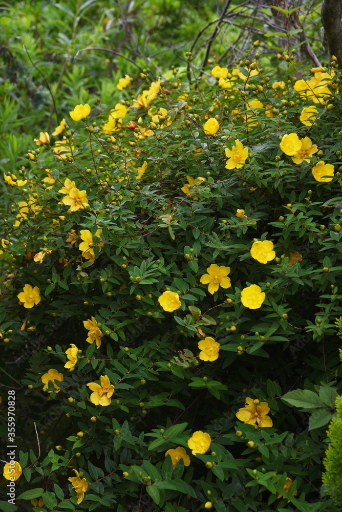 Hypericum hidcote is a Clusiaceae evergreen shrub with yellow flowers in early summer.