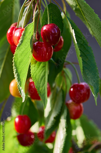 Delicious, sweet red cherries. Juicy red berries of fresh ripe cherry. In the spring garden, orchard.