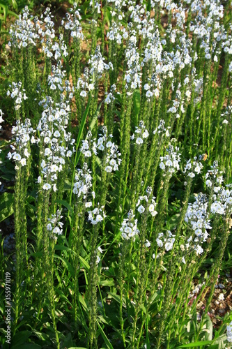 Białe kwiaty przetacznika goryczkowatego (Veronica gentianoides)