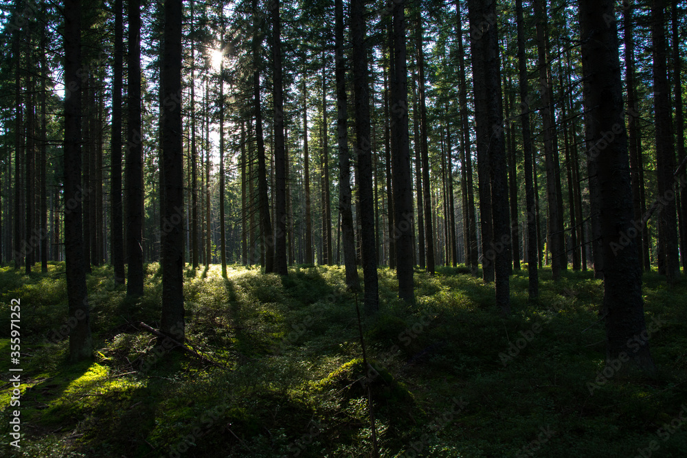 Green forest in late afternoon rays of sun, Malopolskie, Poland