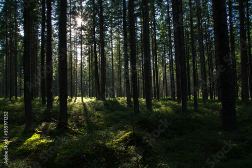 Green forest in late afternoon rays of sun, Malopolskie, Poland © Pawe