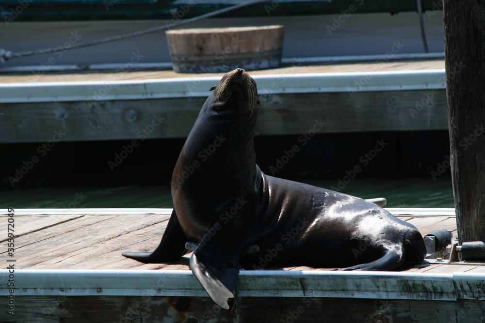 Fototapeta premium California sea lion