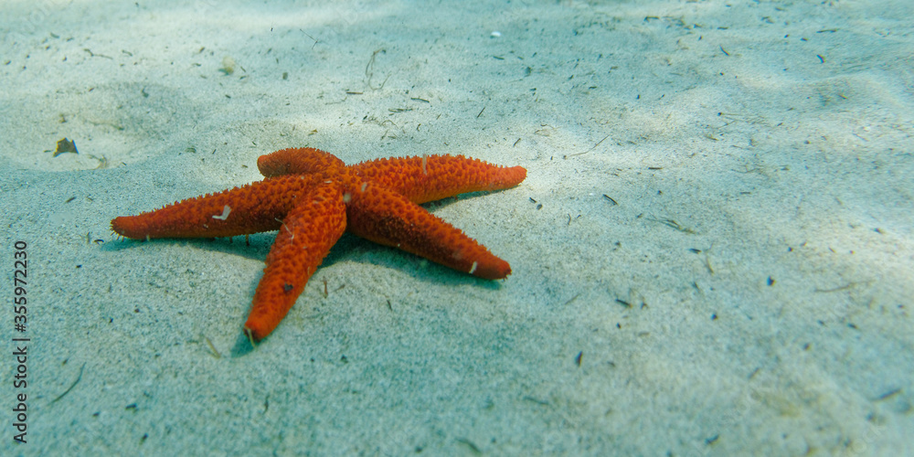 red sea star on sandy sea floor with sun rays, space for text red sea star on sandy sea floor with sun rays, space for text