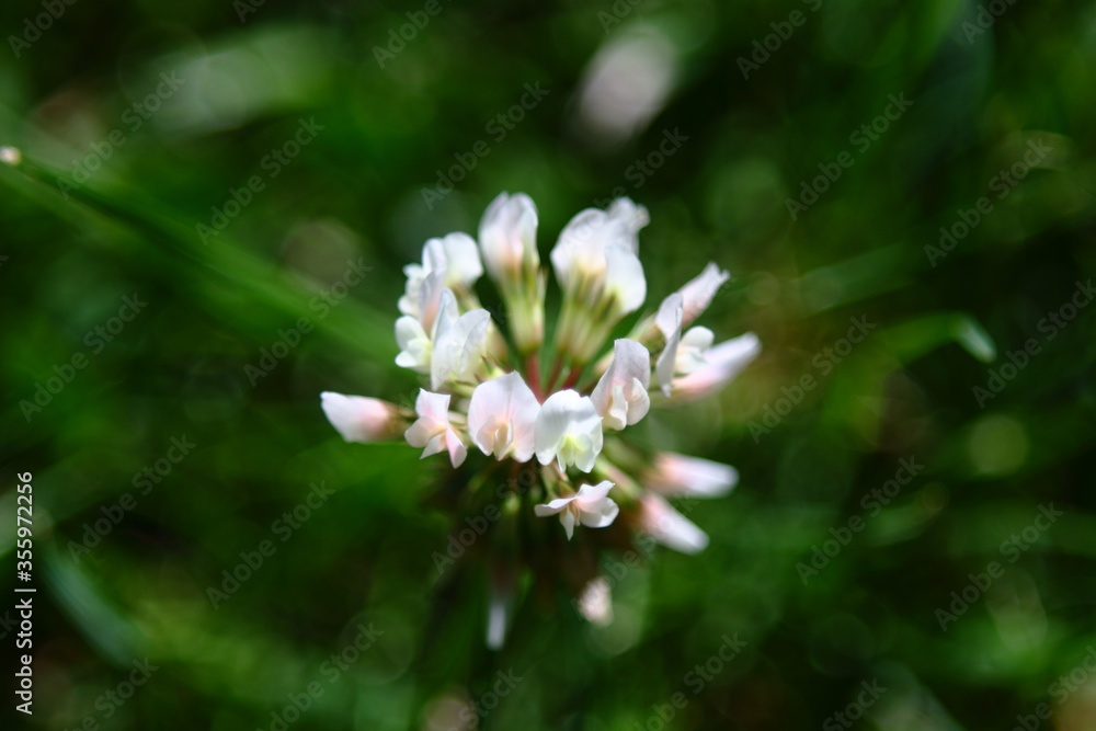 Tiny Beauty Tiny Beauty