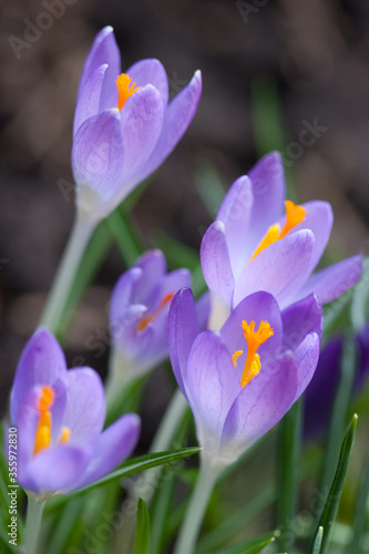 Crocus