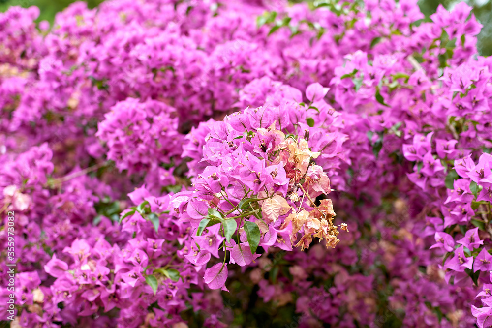 Purple flowers, close-up. Beautiful purple flower buds, Bougainvillea. Selective focus Purple flowers, close-up. Beautiful purple flower buds, Bougainvillea. Selective focus