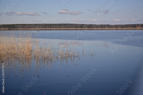 Leningradskaya oblast Russia, May 05 2016. The blue mirror surface of the lake's water reflects the stems of the grass standing near the shore. A beautiful place to relax in countryside
