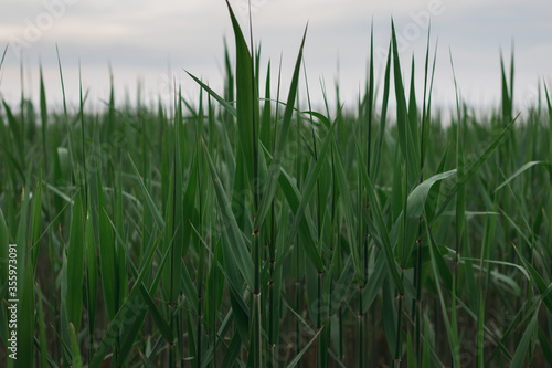 outdoor scenery showing some green reed vegetation detail at a lake